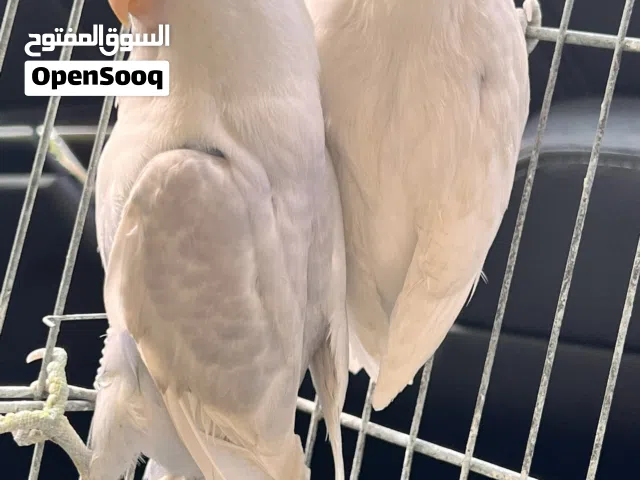 كوبيه فشر نضيفه انثي بيضه كامل ذكر ملون