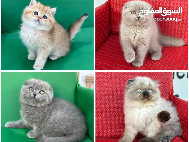 مجموعة قطط سكوتش فولد وستريت كل اشي الو سعر