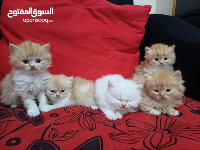 كيتين بيور للبيع