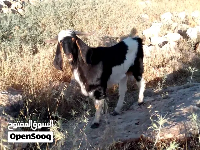 فحل سن ثلاث حبات مبدل جديد كفاله هداد