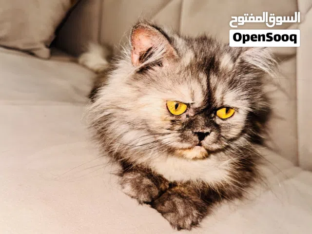 قطوسة ربي يبارك