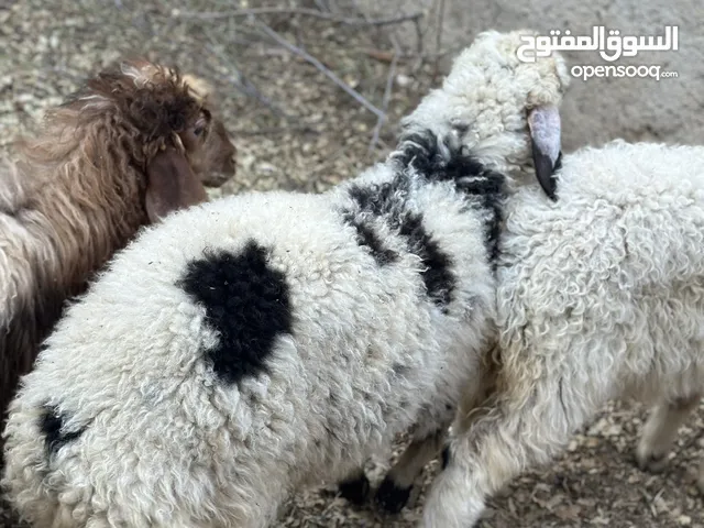 عبور للبيع