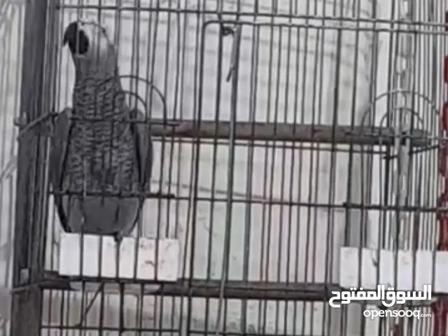 كاسكو بري اليف بس مايصعد على يد متكلم