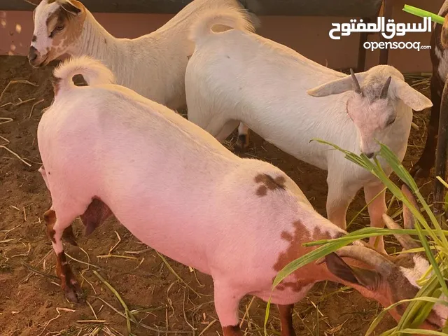 صخله صلاليه مع بناتها توم للبيع سلاله طيبه