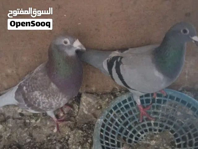 زواجل للبيع
