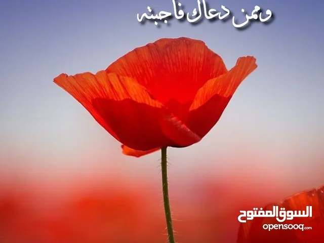 مطلوب حبه كنار مخملي