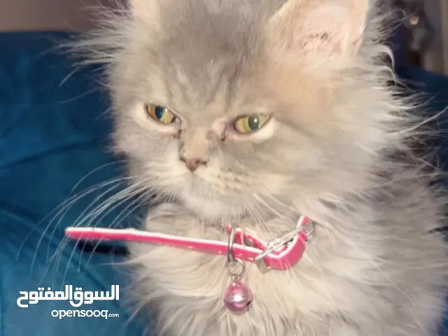 ((((((((((((((((((((((((((((((((((((((((قطه صغيره جميله للبيع ))))))))))))))))))))))))))))))))))))))