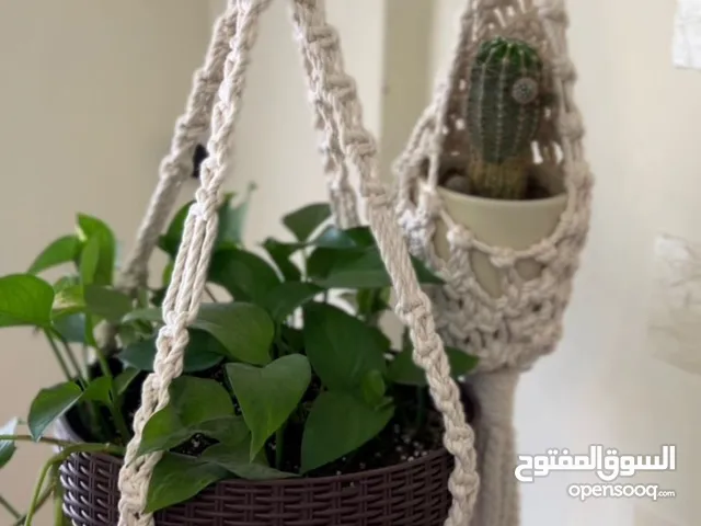 مكرميات زريعه