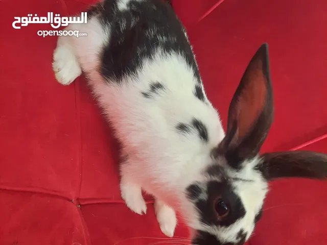 أرنب فحل هجين بابيون