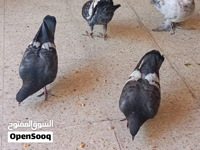 متاح خمس افراخ صلاة النبي