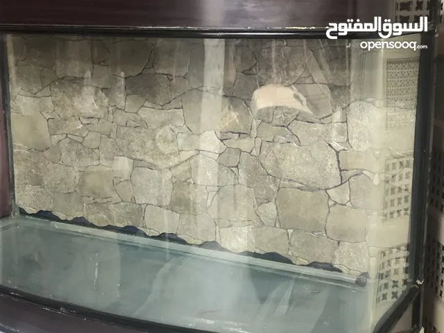 حوض سمك كبير فيه حجر