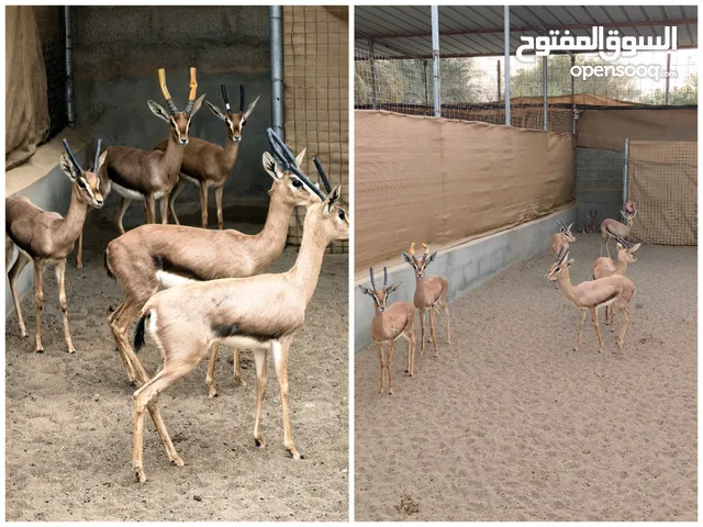 بيع مجموعه جديده من الغزلان
