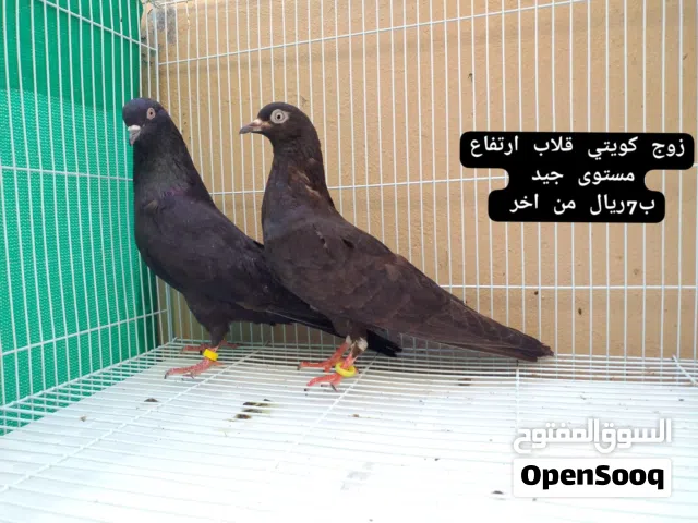 ازواج كويتي قلاب مستوى جيد : ازواج رام بوري مطيار الأسعار الجمله غير يوجد توصيل حسب الاتفاق