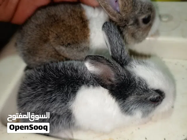 Rabbits for sale