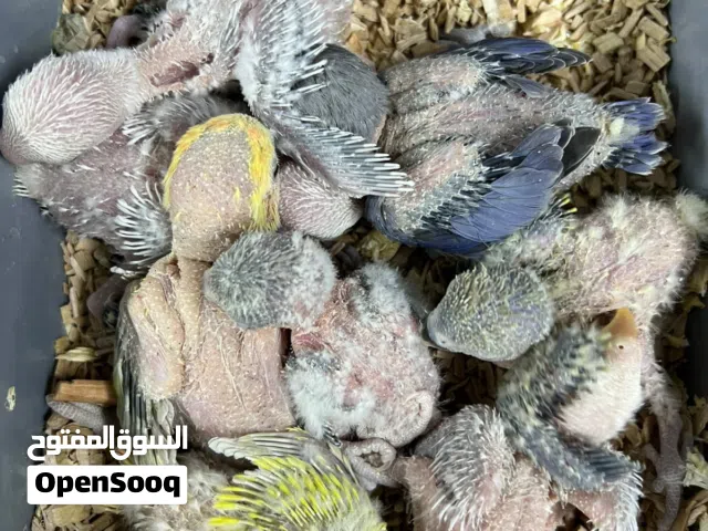 فروخ روز غر للبيع