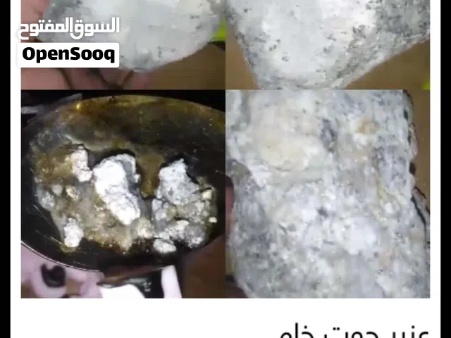 عنبر حوت اصلى