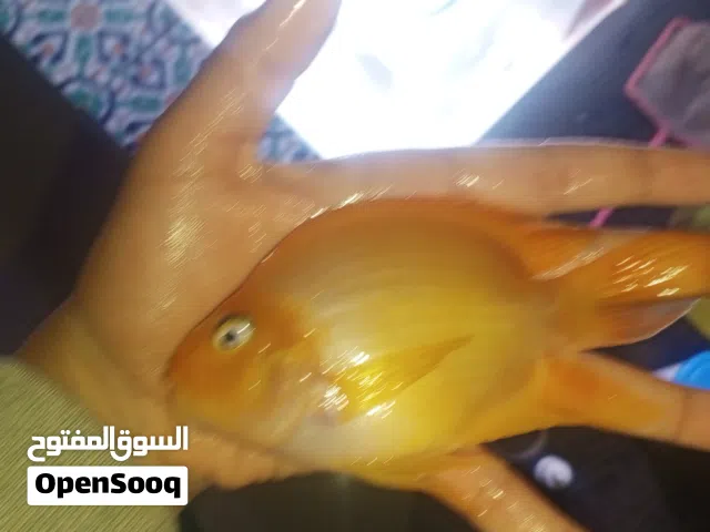 يوجد احواض ايضا