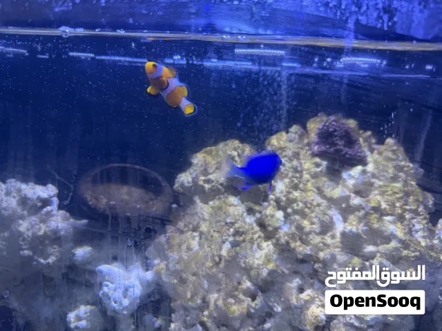 نيمو كلاون فيش