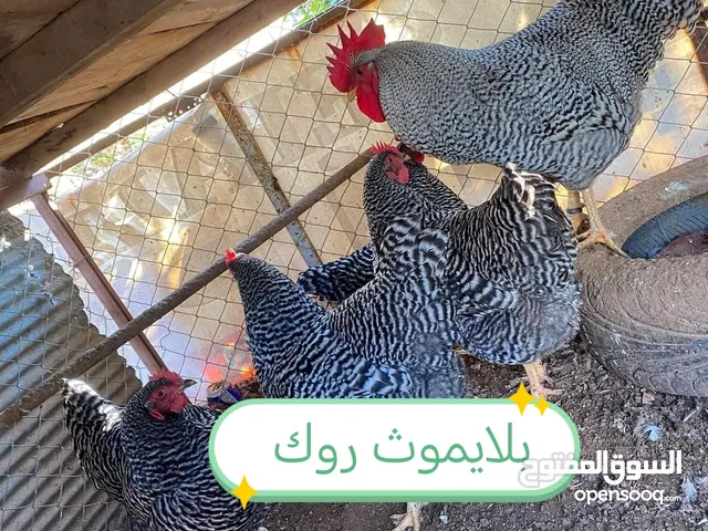 بيض وصوص من الانواع الي في الصور