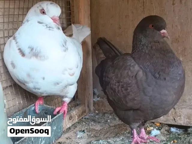 كوبية كينجي