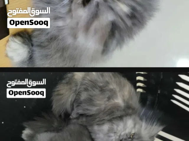 قط شيرازي أصلي العمر شهرين، أليف ولعوب وبصحة ممتازة، لونه رمادي ملكي أنيق وجذاب. مناسب جدًا