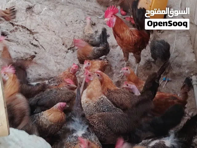 دجاح فيومي ذهبي