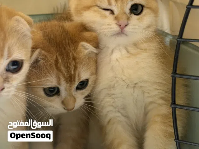 قطط صغيرة للبيع بعمر 3 اشهر