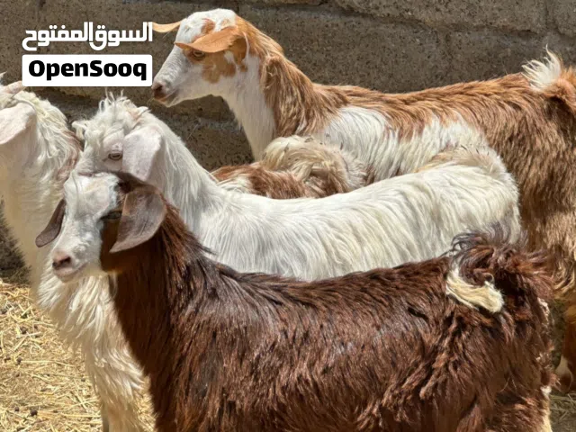 جدايا رحبيات شتويات 4 + أغنام عشرات 4 الكل عمانيات جباليات كل شي سليم فيهن