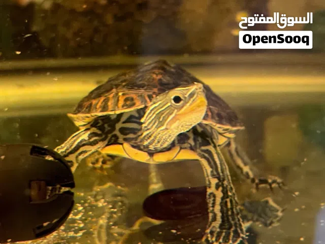 للبيع سلاحف قزوين