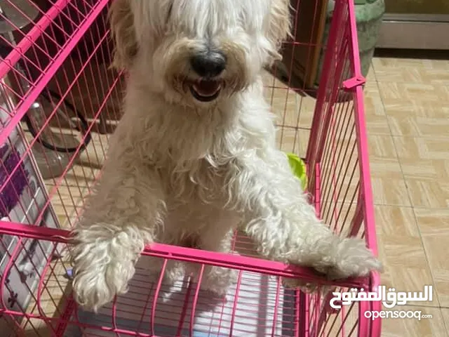 كلب مالتي بودل للبيع عمره 8 أشهر لطيف ونضيف جدا للبيع ب 100 شامل القفص