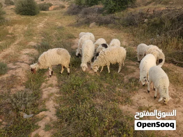 سعي للبيع جملة عدد 9 نعاج