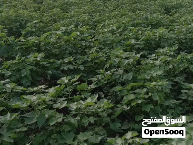 Farm Land for Sale in Al-Qadarif Al-Fao