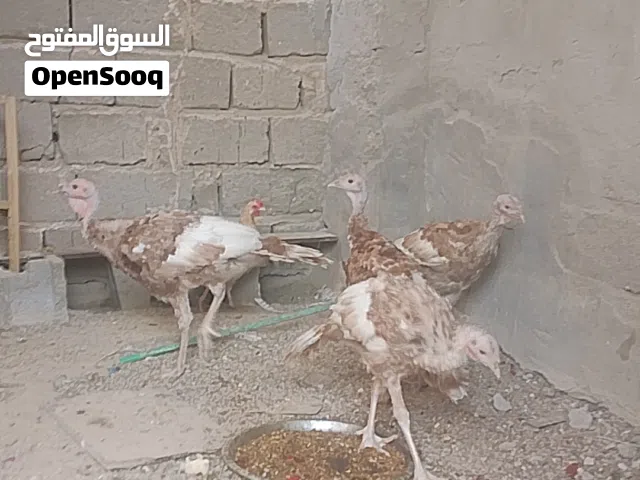 فسيفس هولندي الاحمر الوزن الثقيل