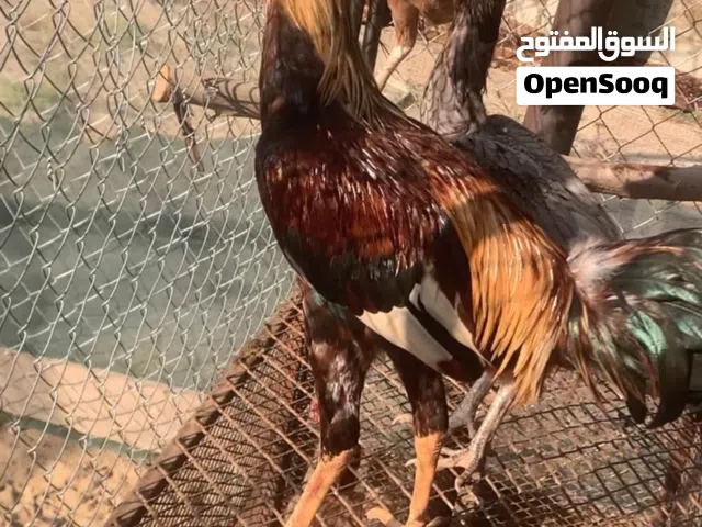 ديك باكستاني مهجن شرط