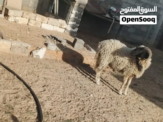 السلام عليكم