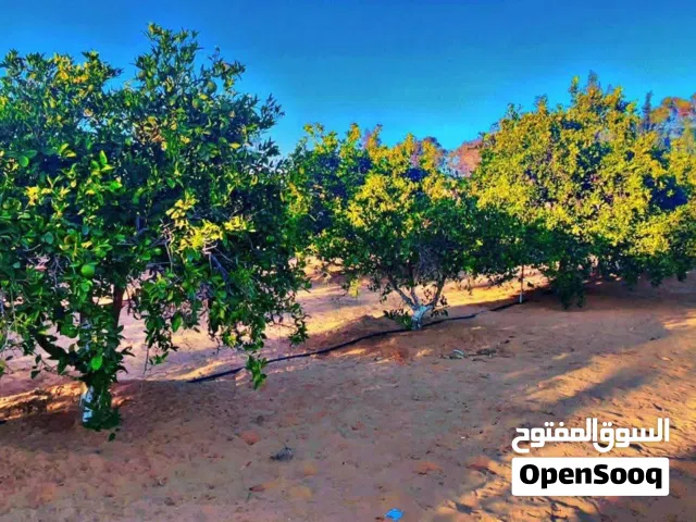 Residential Land for Sale in Tripoli Qasr Bin Ghashir
