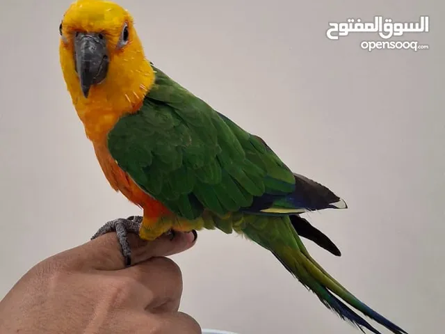 عصفور صن كنيور جميل ومدرب ذكي جدا جدا وبرقص ومألف في مجال بسعر