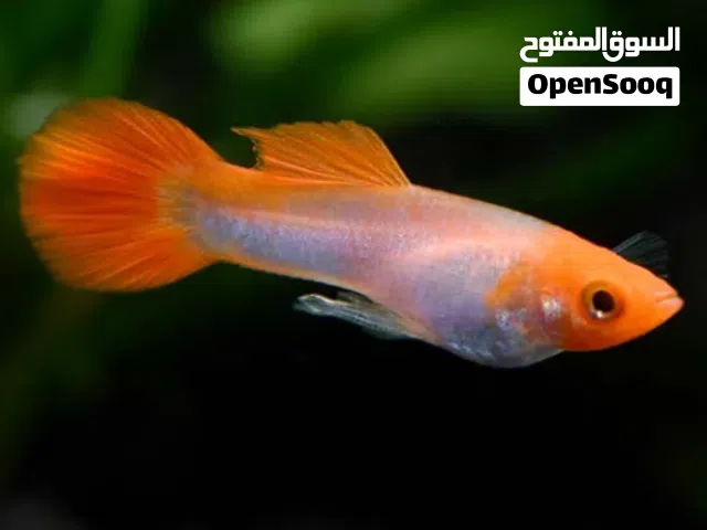 high-quality guppy fish from different breeds (5cm)