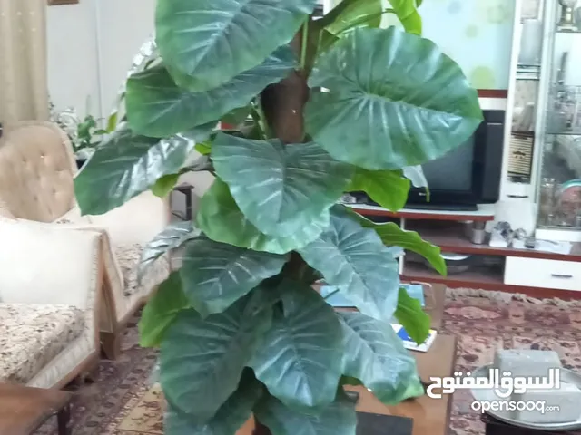 نبات صناعي اخضر في سندانه ارتفاعه 1.7 متر