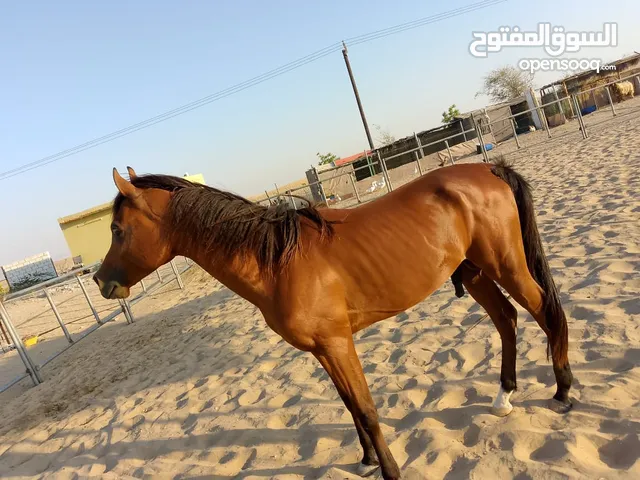 خيل معسوف