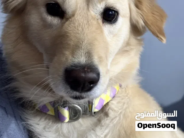 كلبة للتبني Dog for adoption