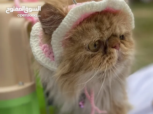 قط بيرشن بيكي فيس ذكر