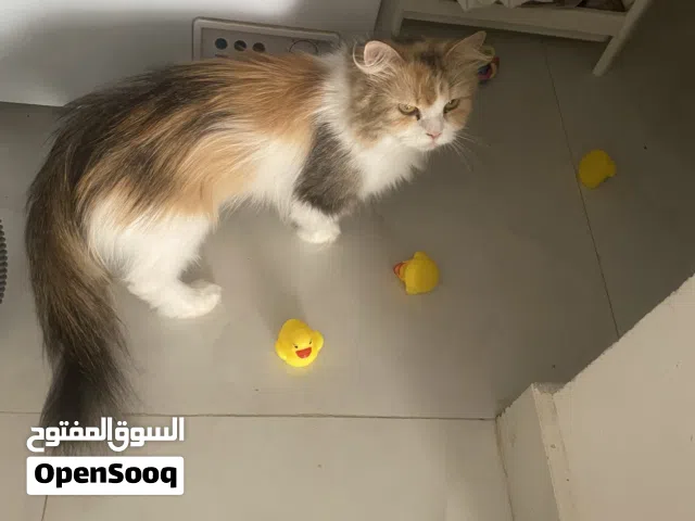 قطة شيرازيه للبيع