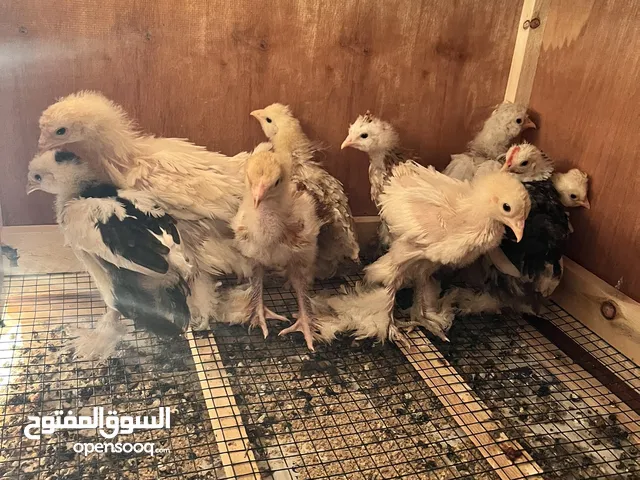 كتكوت براهمه