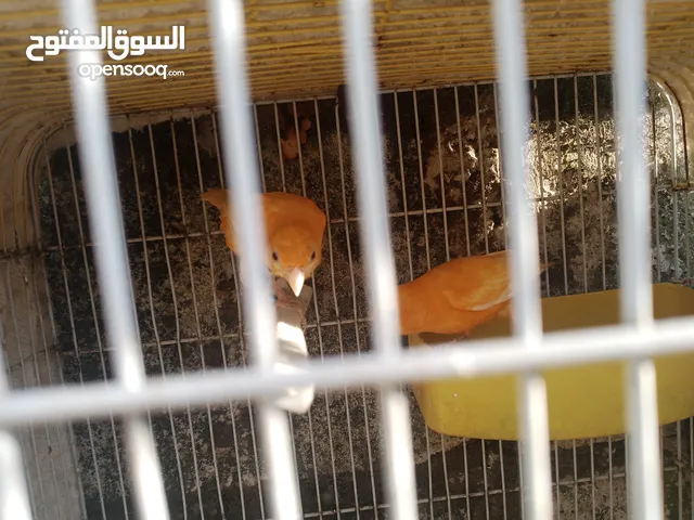 طيور حسون وطيور كنار للبيع