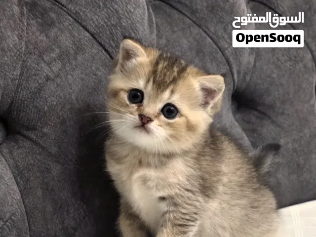 سكوتش فولد ny25
