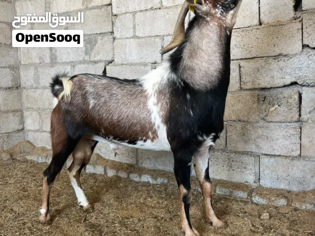 عنزات عمانيات مع فحلهم 19 راس مع الفحل حط سعرك وشيل