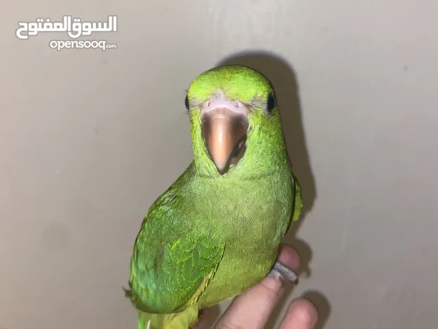 ببغاء الدره هولندي عمره 4 اشهر ياكل حب ربوع مايعض ويصعد على الايد والكتف افضل عمر للتربية الطيور