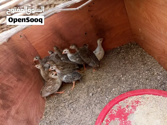 متوفر انتاج فرعوني 10 طروف عمرهم 20 يوم