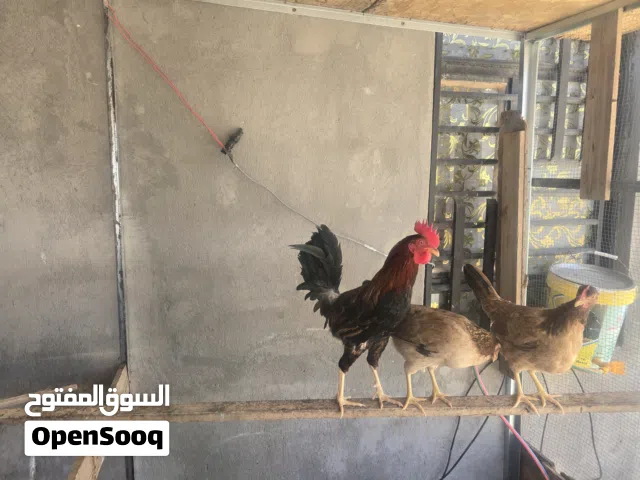 سيت دجاج كويتي مطوك خط اول